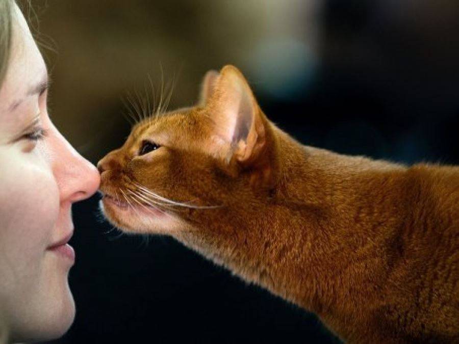 Как кошки выражают свою любовь к хозяину?