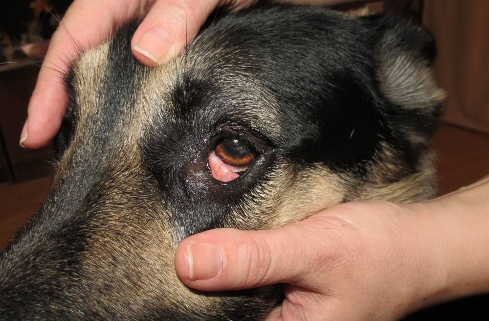 Почему у собаки слезятся глаза? │ выделения из глаз у собаки (причины, диагностика и лечение)