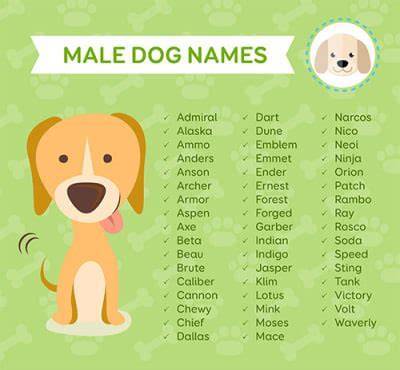 Самые популярные клички для сиба-ину: какое имя придумать для мальчика и девочки + как не стоит называть собаку