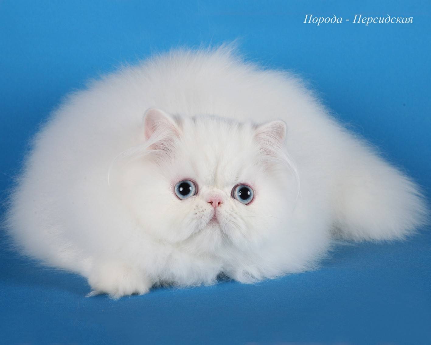 Белая кошка с жёлтыми глазами — порода, описание, белые кошки на фото