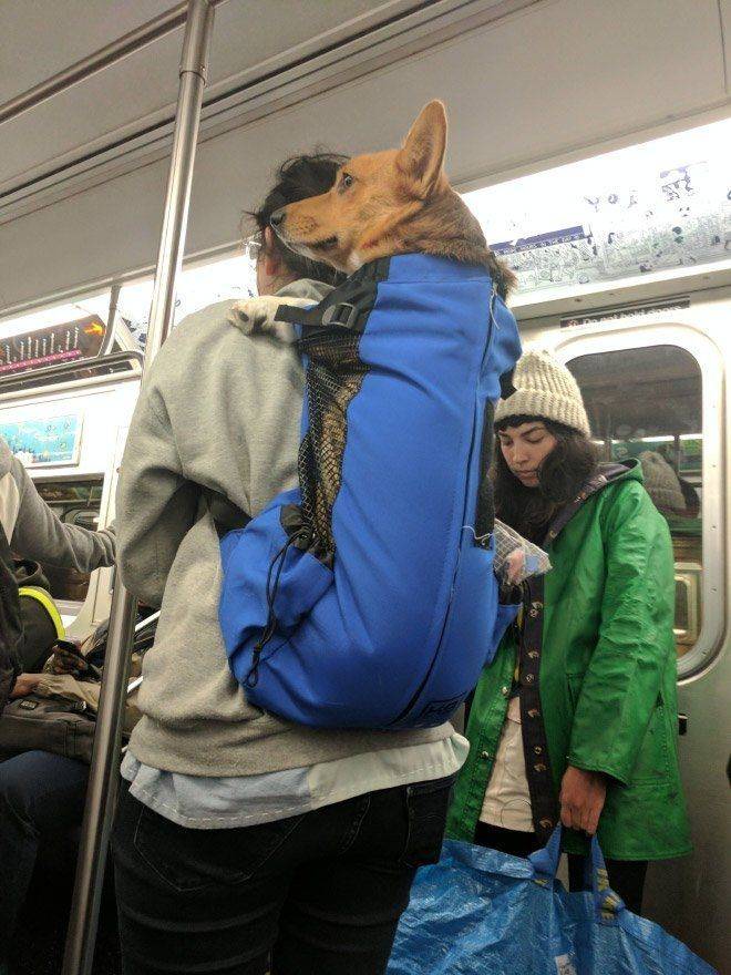 Как перевозить собак в поездах дальнего следования