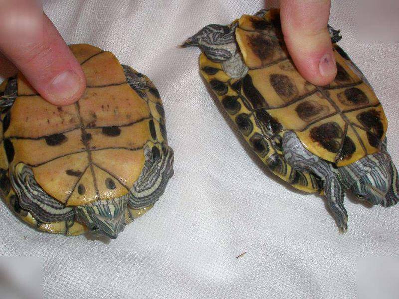 Способы определения пола черепах и условия их размножения