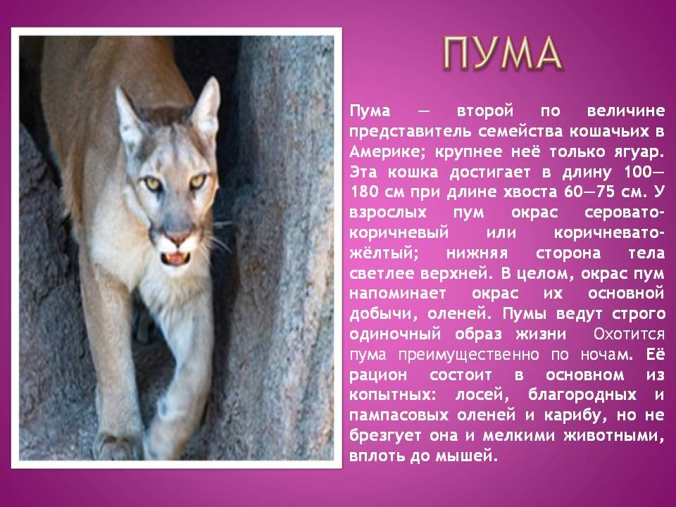 Пума - животное из семейства кошачьих. описание, фото :: syl.ru