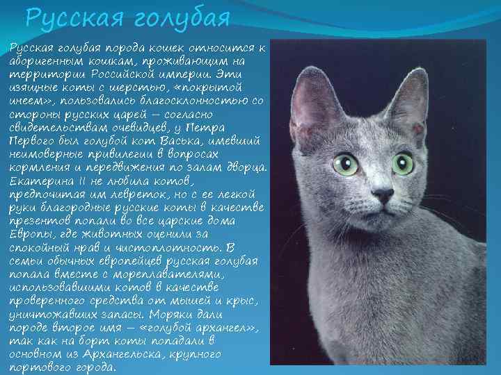 Cибирская голубая кошка