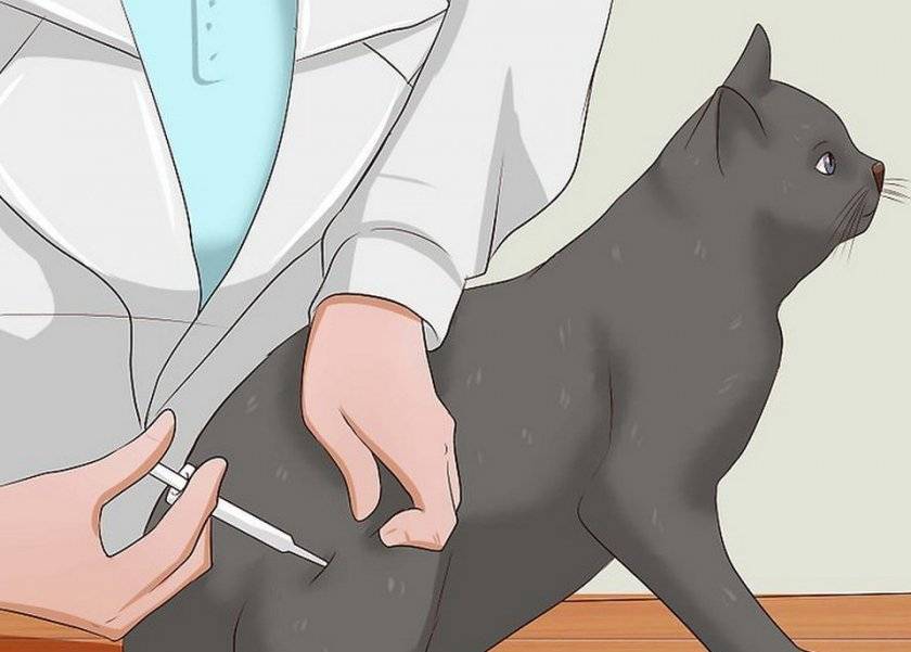 Как сделать укол собаке