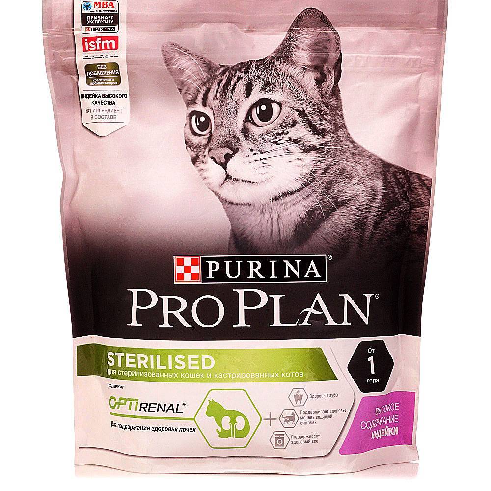 Чем и как правильно кормить стерилизованных кошек: советы ветеринаров