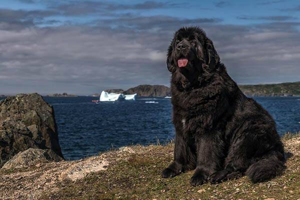 Ньюфаундленд — характеристика породы (с фото) | все о собаках
