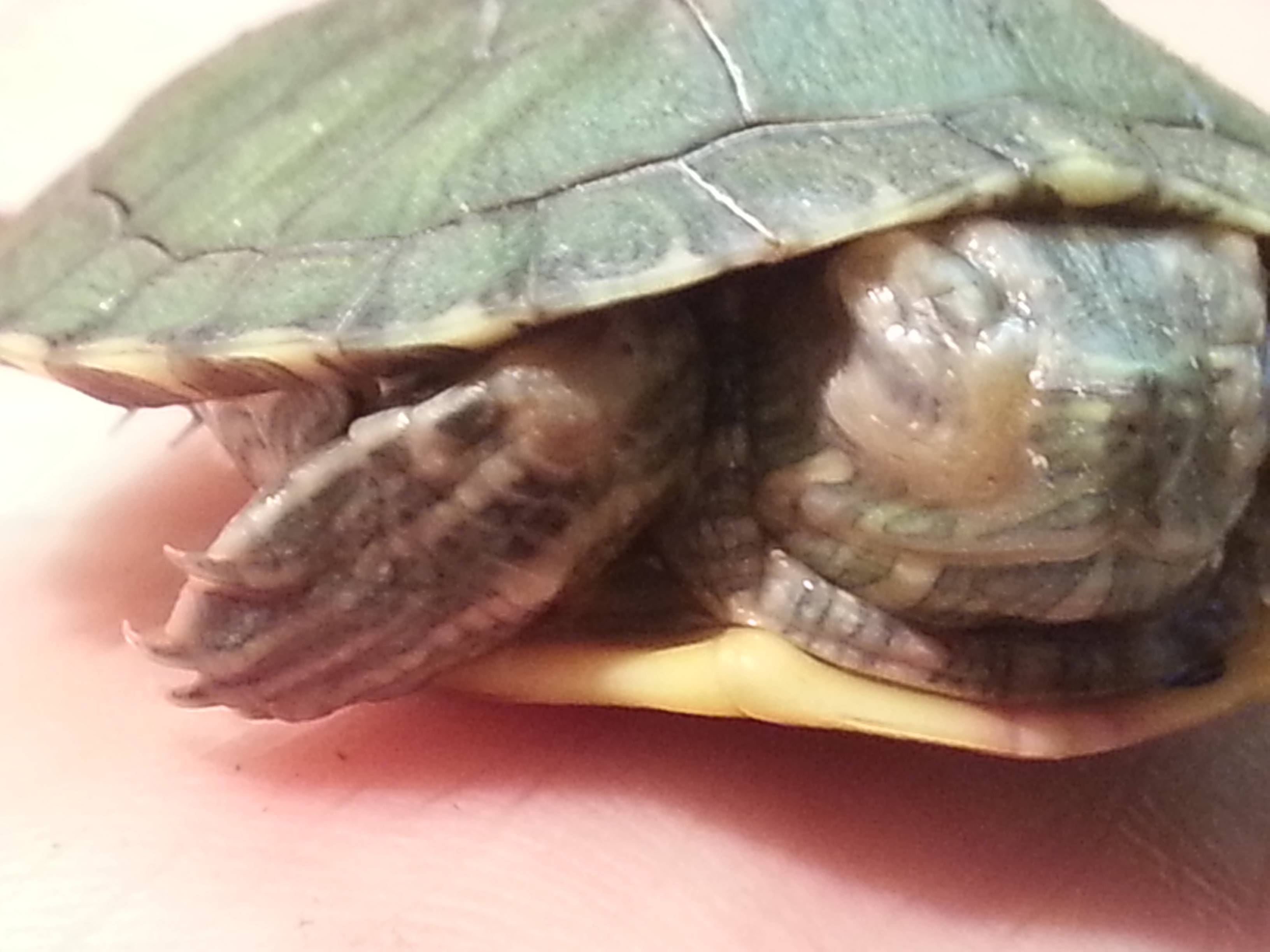 Красноухая черепаха открывает рот: причины и что делать