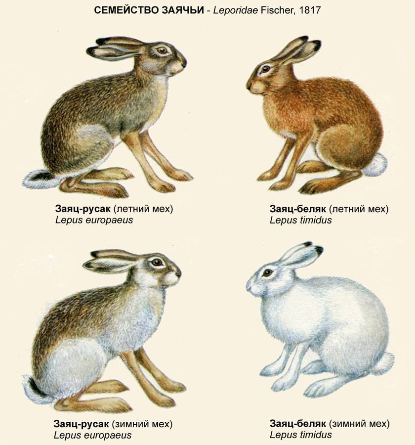 Заяц: виды, размножение, питание, места обитания, фото, описание, враги, внешний вид