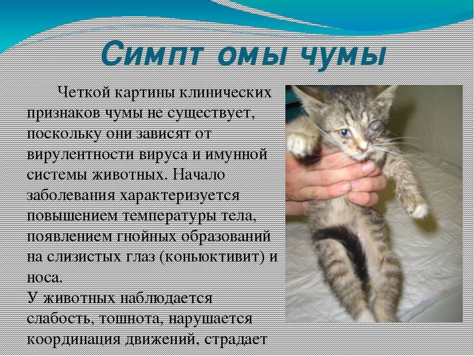 Симптоматика простуды у кошки: что делать если кот простыл или заразился