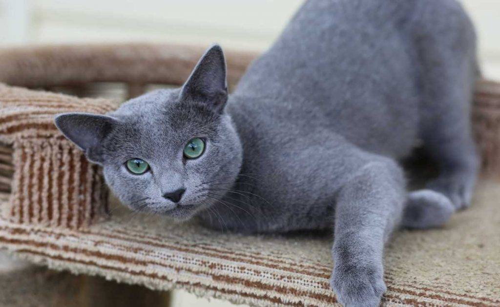 Русская голубая кошка: описание породы, уход и содержание, чем кормить, фото