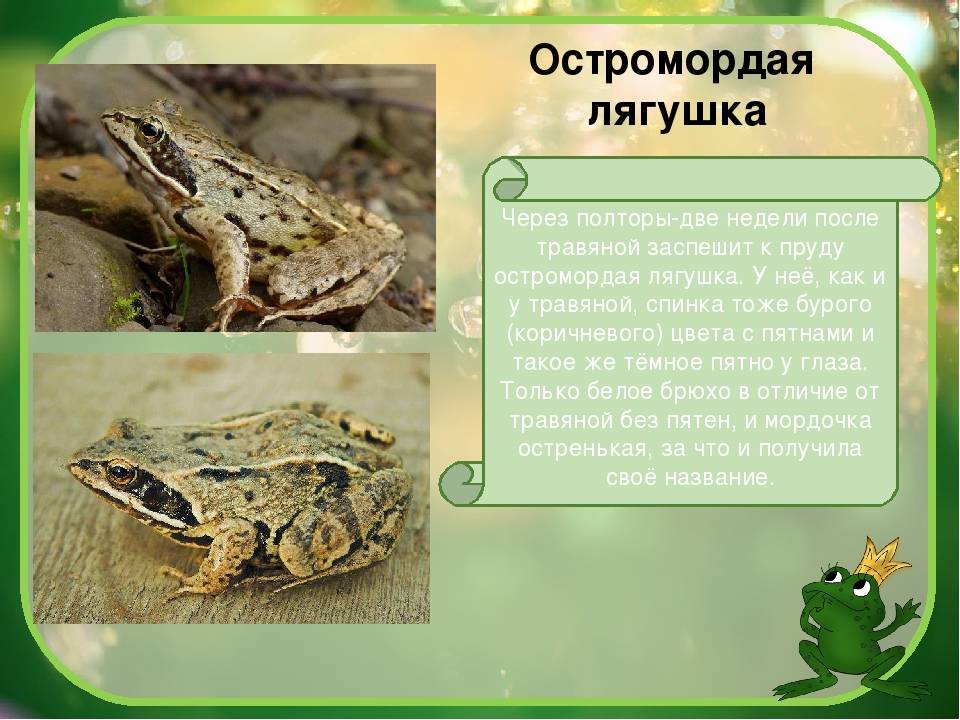 Остромордая лягушка. образ жизни и среда обитания остромордой лягушки | животный мир