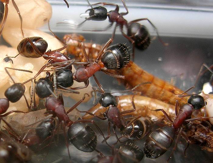 Краткое описание основных характеристик и индивидуальных особенностей тропических муравьев амазонии
