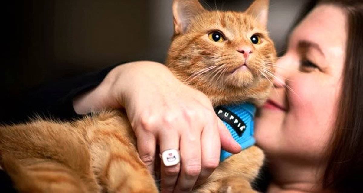7 самых любопытных фактов о взаимоотношениях человека и кошки