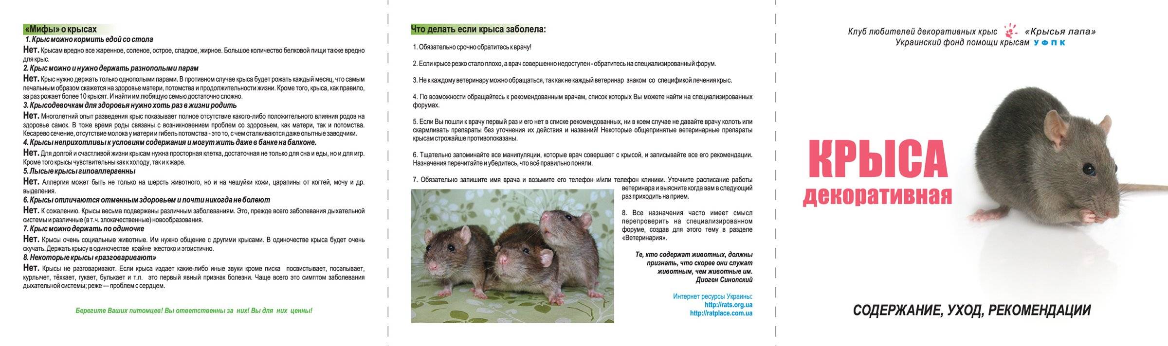 25 фактов о крысах. "умные крысы" (док. фильм)