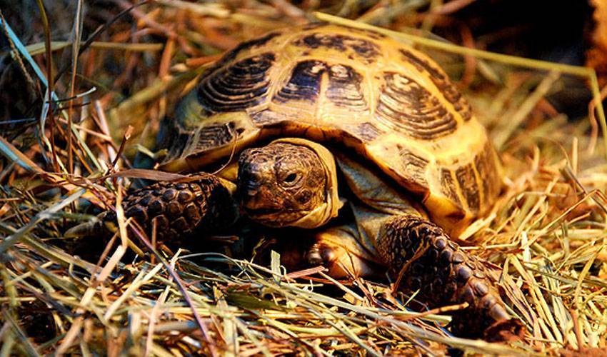 Среднеазиатская сухопутная черепаха: описание, фото, критерии выбора, уход и содержание в домашних условиях