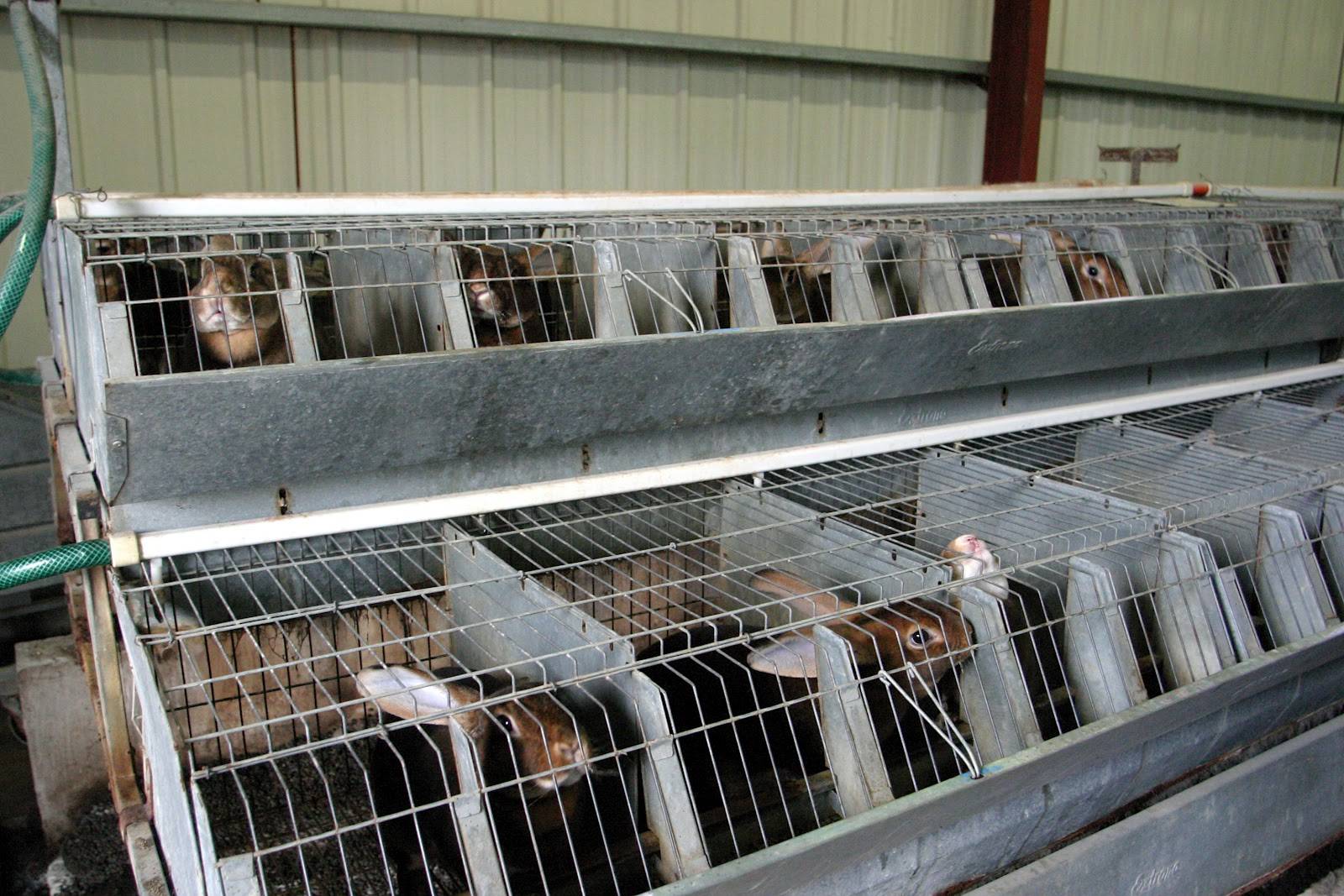 Разведение кроликов как бизнес: выгодно или нет содержать кроличью ферму
