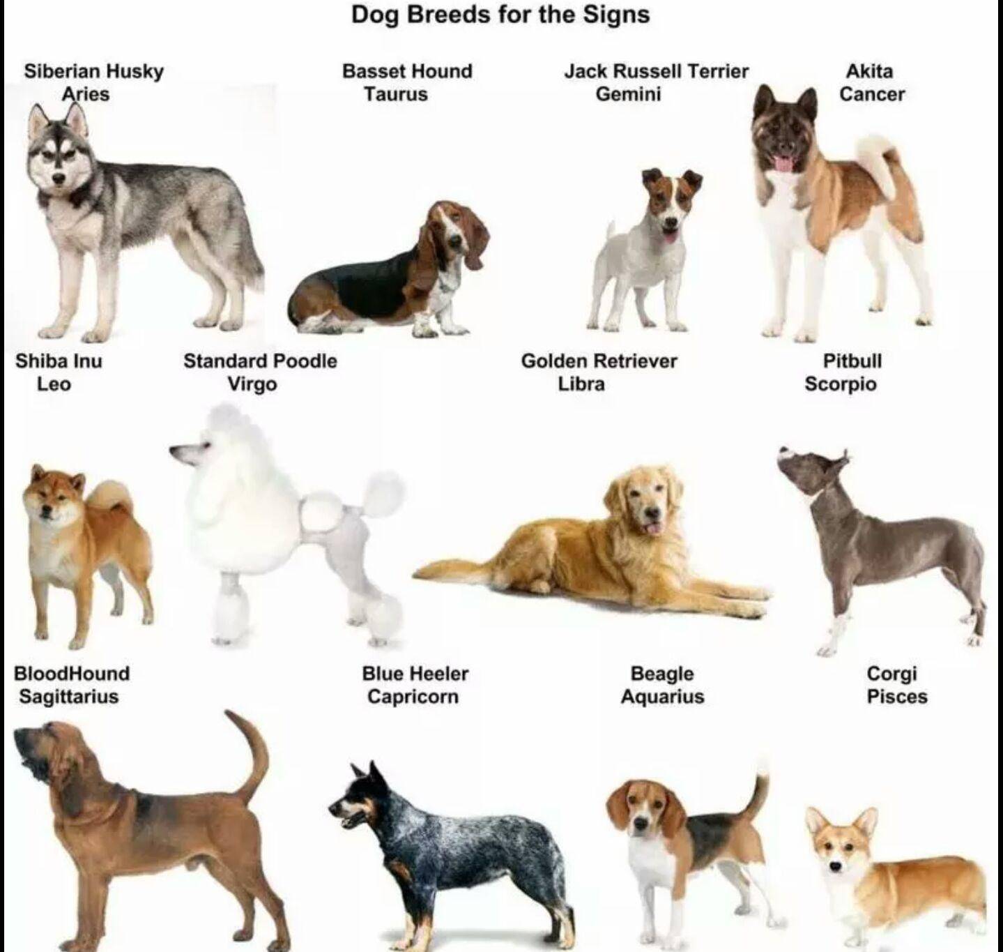 Порода собак по знаку зодиака - выбираем правильного питомца