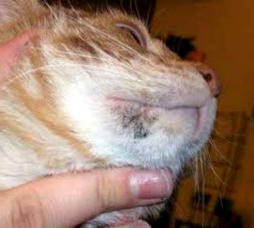 Причины образования болячек на носу кошек | звери дома