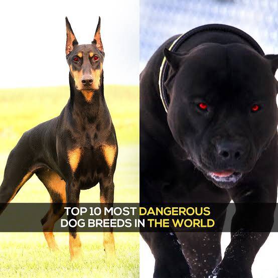 Самые опасные собаки в мире топ 10 - pet-mir.ru