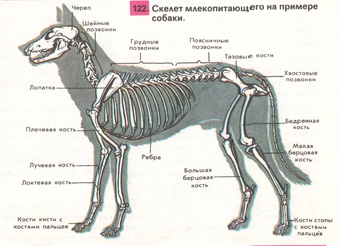 Анатомия собаки: скелет животного и строение его внутренних органов, фото