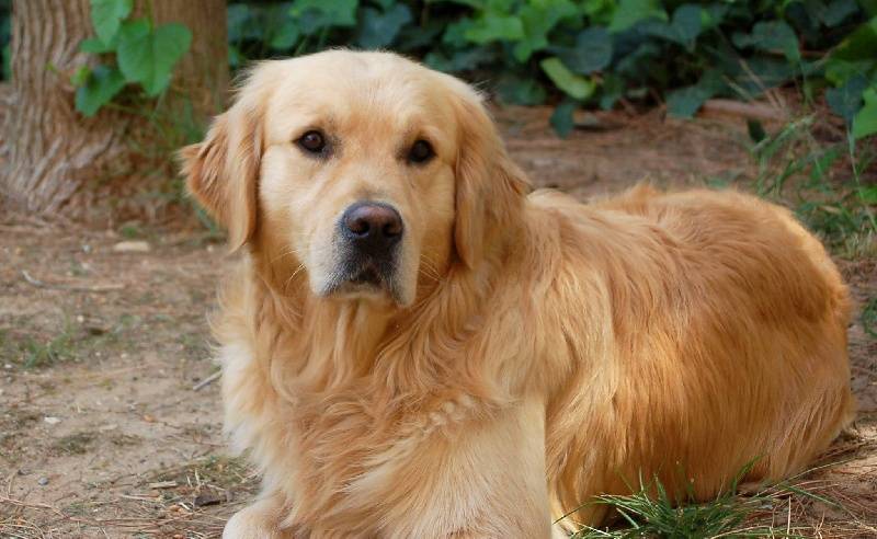 Собака золотистый ретривер: особенности породы, здоровье, уход | блог ветклиники "беланта"