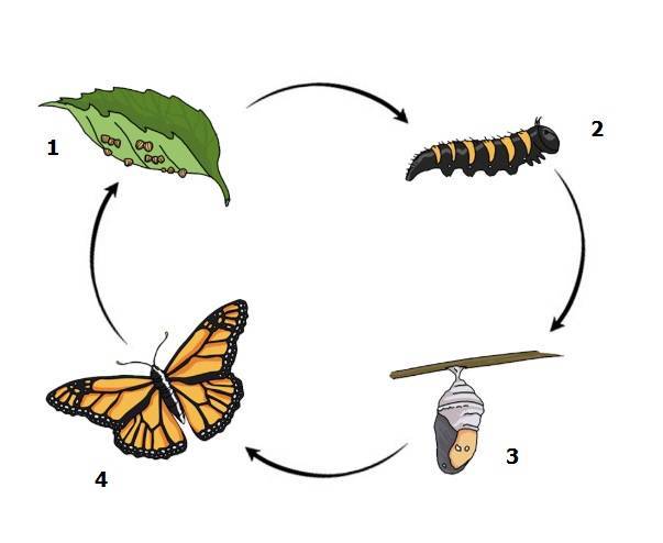 Жизненный цикл бабочек (метаморфоз) : развитие бабочки. превращение гусеницы в бабочку