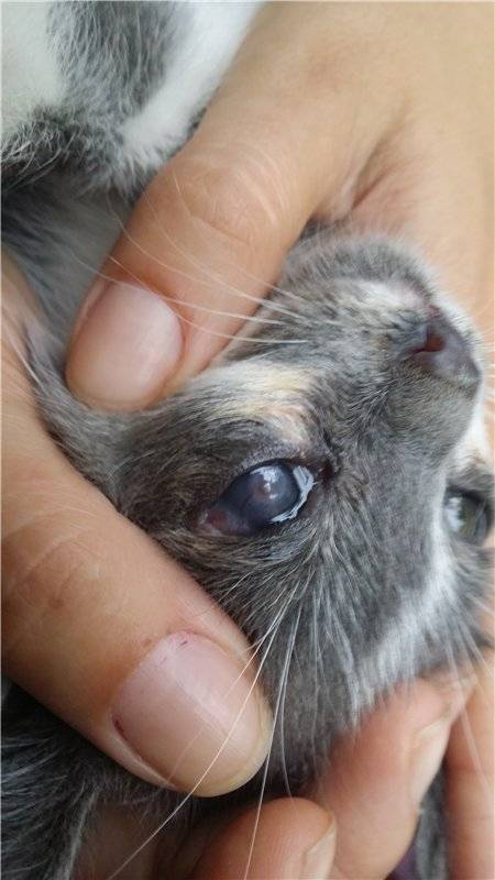 Глаза кошек гноятся по разным причинам — при гнойной инфекции им нужно капать антибиотики, как промыть глаза кошкам от гноя, как правильно закапать коту капли для глаз