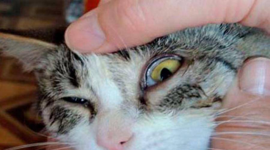 У кота текут глаза: причины появления, как можно помочь