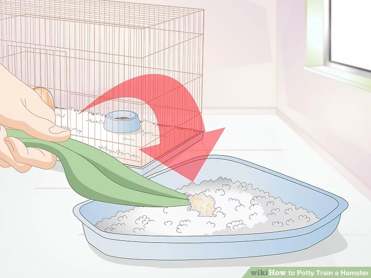 Как приучить крысу к туалету, как научить ходить в лоток