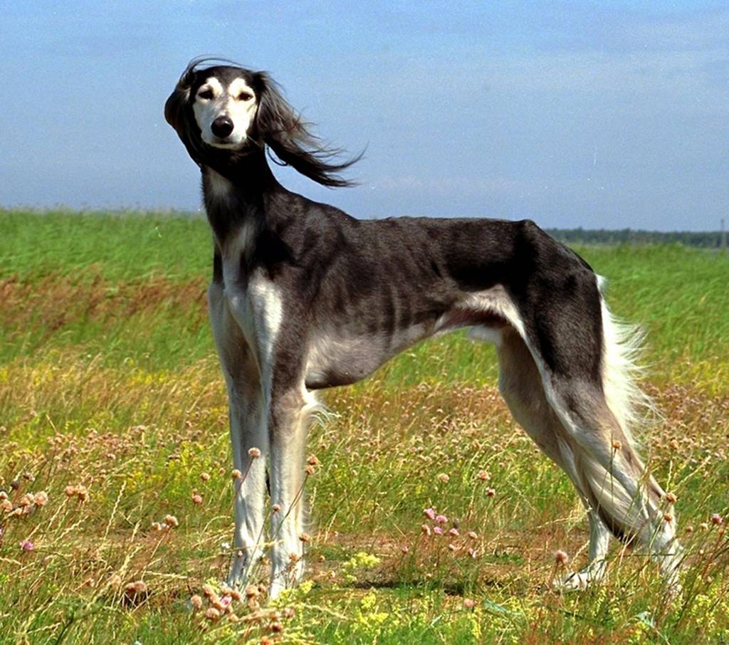 Топ-25 нелающих пород собак — фото и названия самых тихих собак в мире, которые не лают