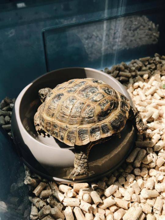 Пьют ли сухопутные черепахи воду, как поить черепаху в домашних условиях