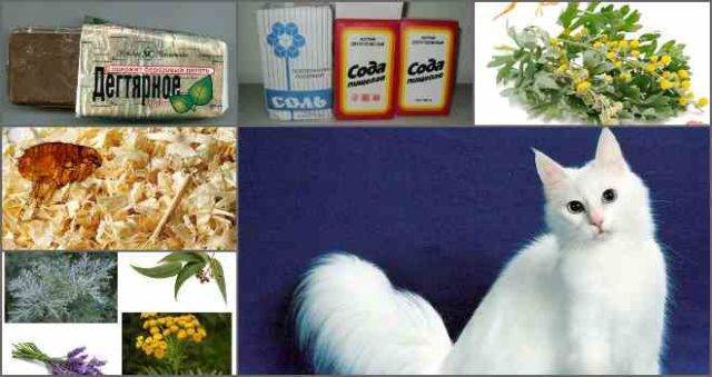 Блохи у кошки – симптомы, причины, лечение и средства | советы ветеринаров| нвп «астрафарм»