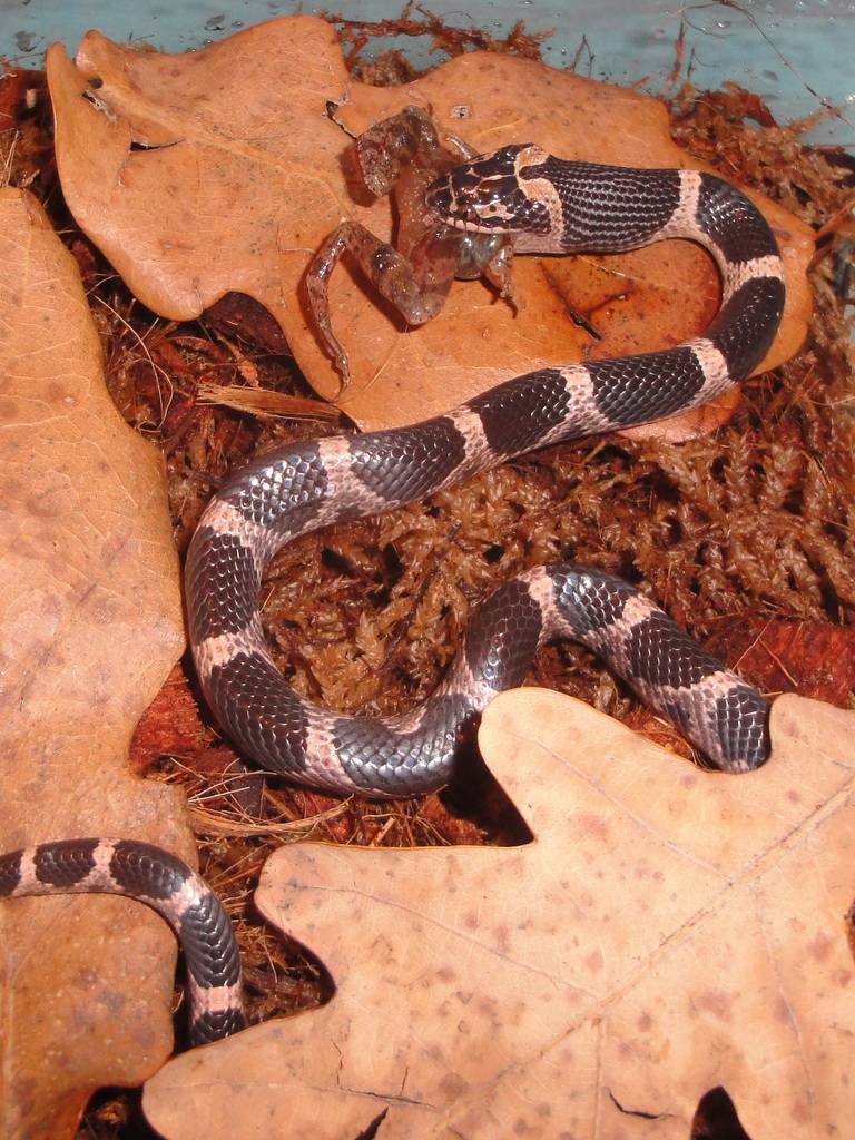Королевская синалойская змея: глобальная ложь, на которой построен успех этого вида