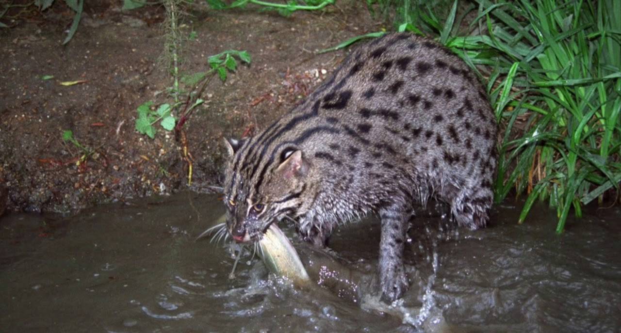 Виверровый кот-рыболов: описание породы, содержание в домашних условиях, фото и видео