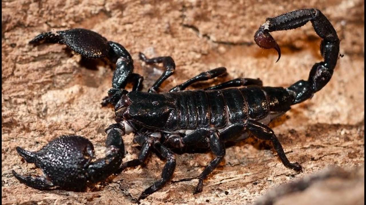Топ-10 самых ядовитых скорпионов планеты (+ фото)
