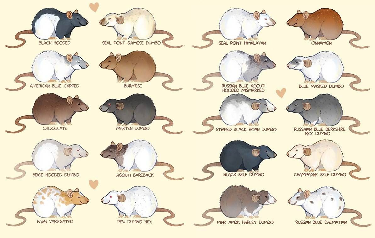 Крыса - 87 фото отличий от мышей, места обитания и питание
