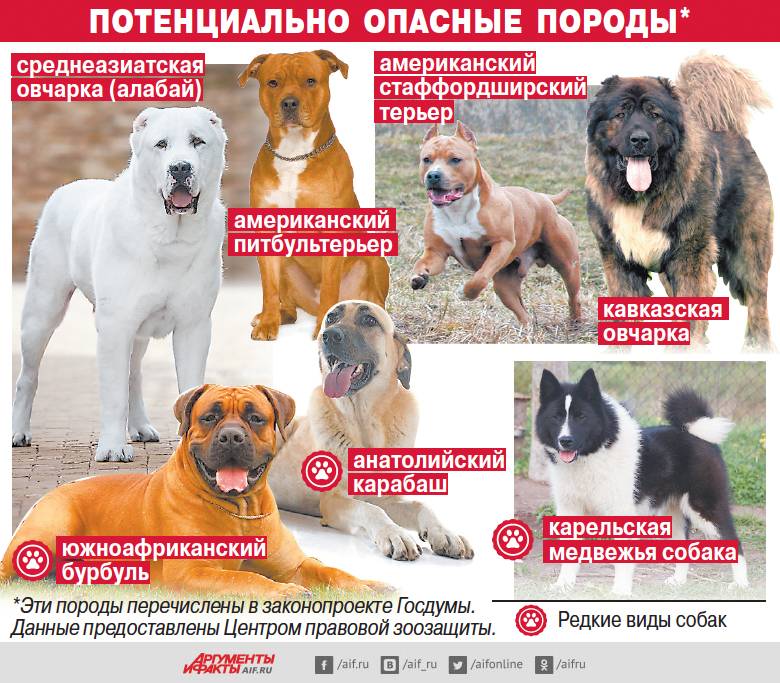 Мвд опубликовало список 70 пород собак с агрессивной и "нелояльной человеку" генетикой