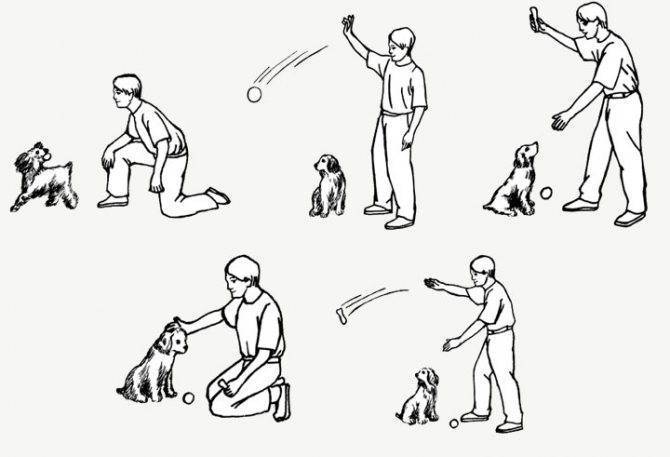 Дрессировка собак в домашних условиях для начинающих, 1 часть – с чего начать, команды ко мне и рядом