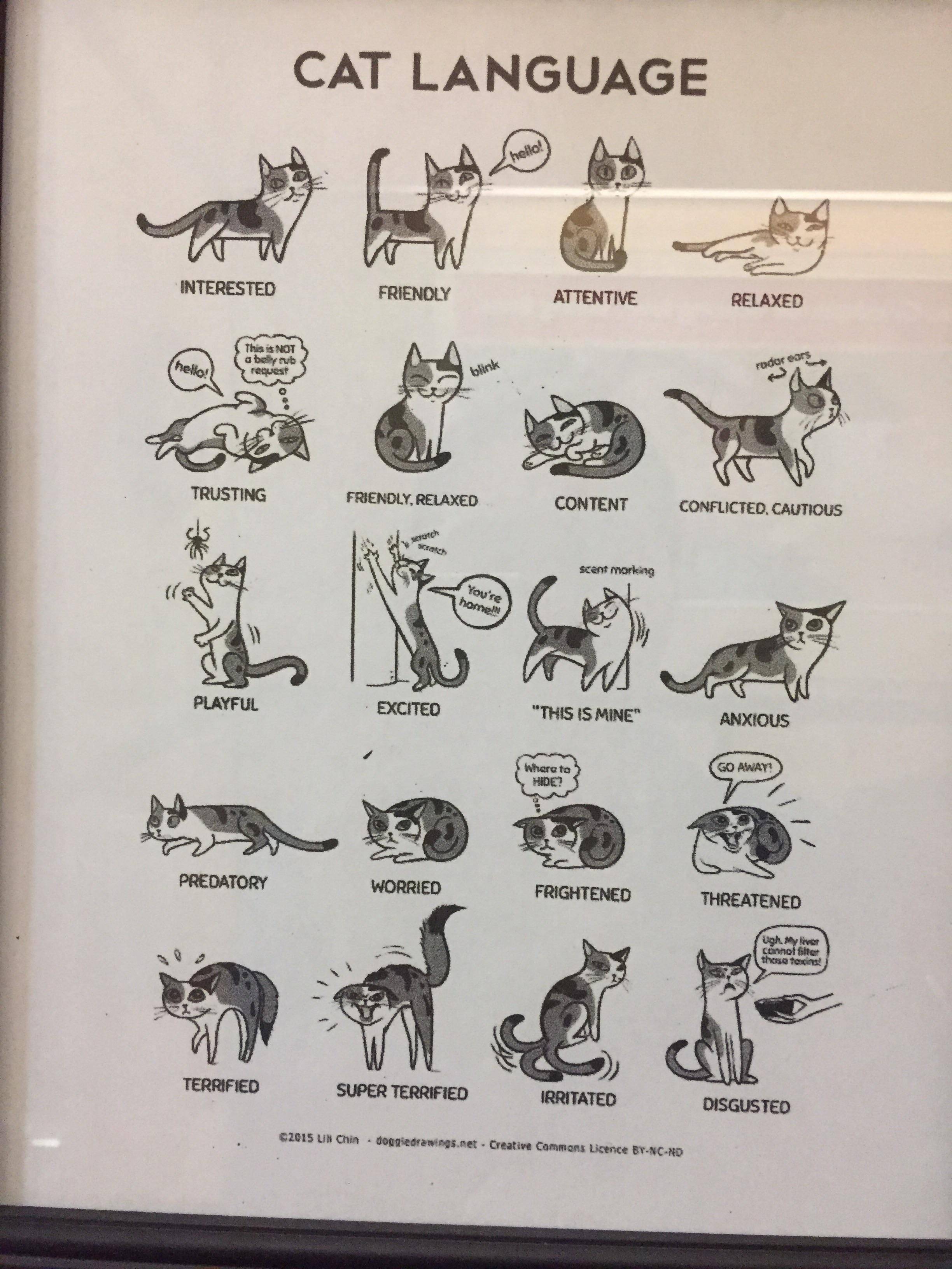 Переводчик: кошачий язык — общечеловеческий
