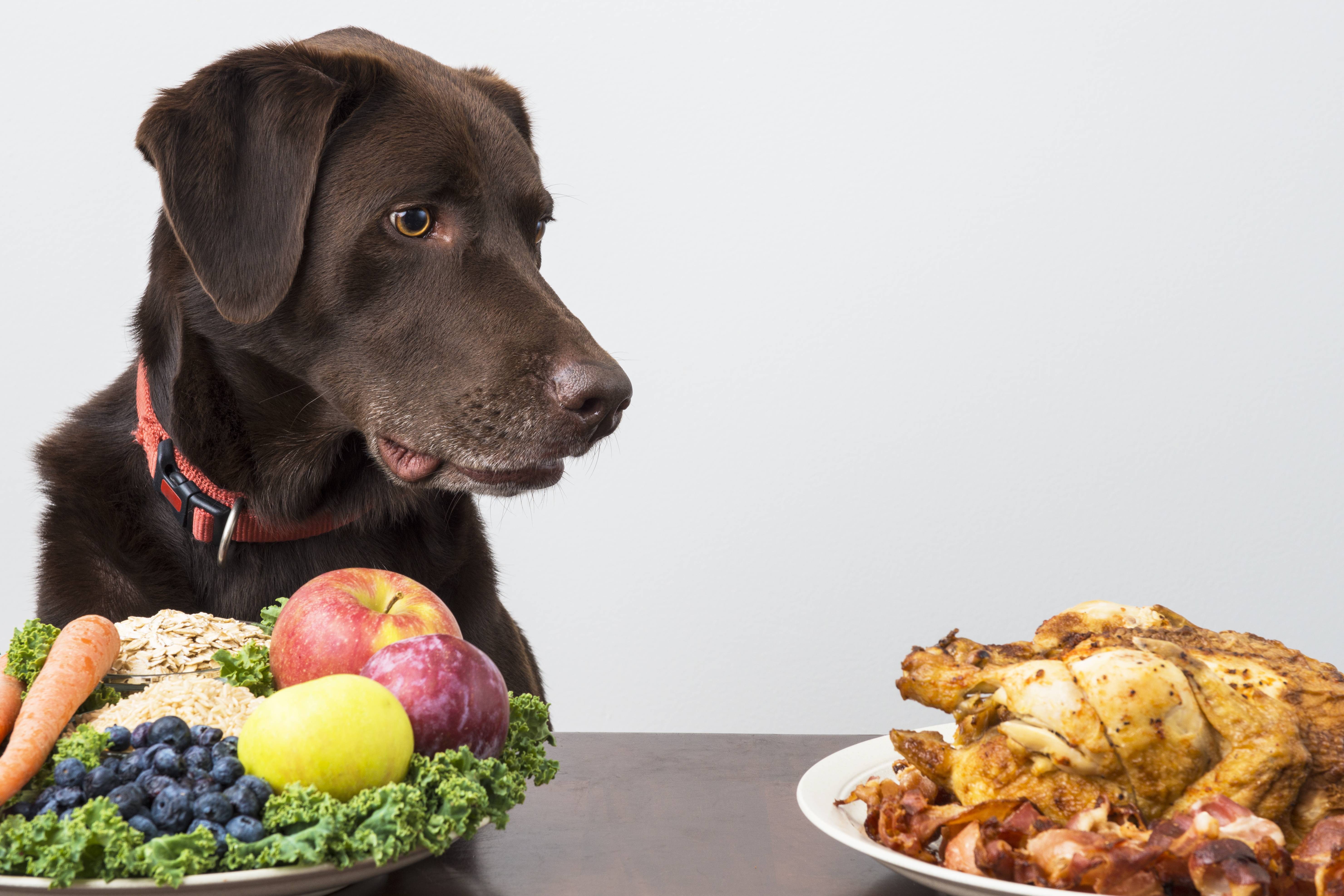 Как правильно гулять с собакой: когда кормить, что взять с собой, чем заняться