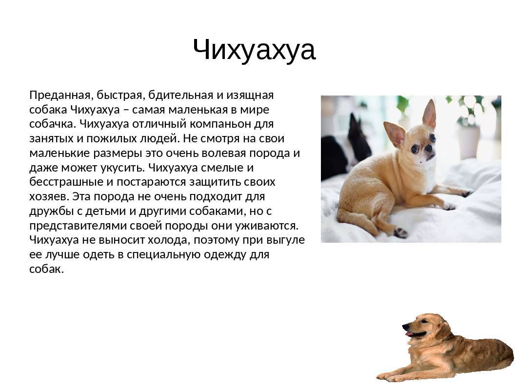 Чихуахуа - описание, особенности породы, правила ухода за маленькой собачкой
