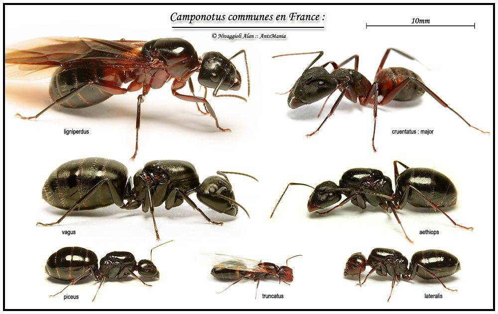 Как определить муравьиную матку: 7 шагов