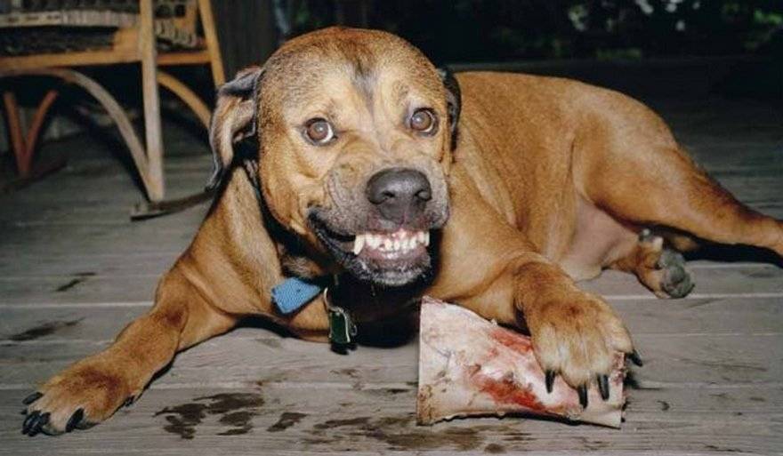 Топ-10 самых умных пород собак - hidogs.ru - описание и фото собак