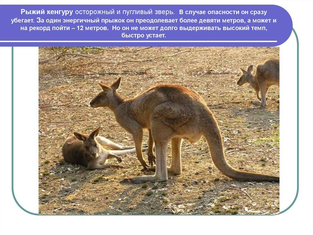 Австралийские животные. животные, обитающие только в австралии :: syl.ru