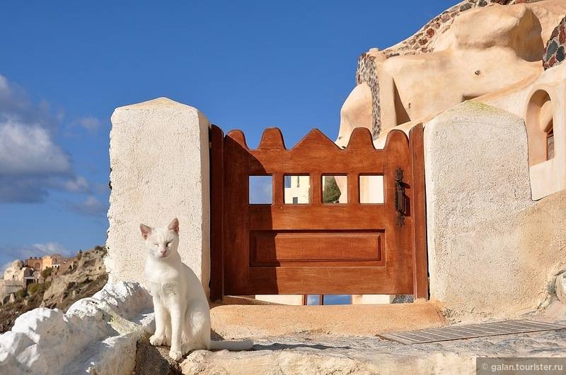 Смотреть за котами и любоваться эгейским морем: идеальная работа на греческом острове