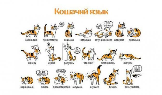 Понимают ли кошки человеческую речь: интересные факты