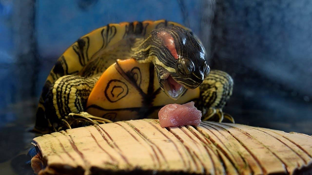 Чем кормить красноухую черепаху, что ест черепаха