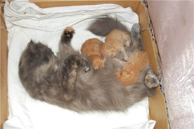 Как рожают кошки: как понять, что процесс начался, как помочь питомцу и принять роды в домашних условиях