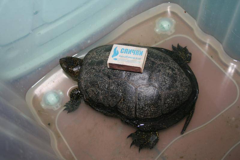 Что едят болотные черепахи, чем кормить в домашних условиях